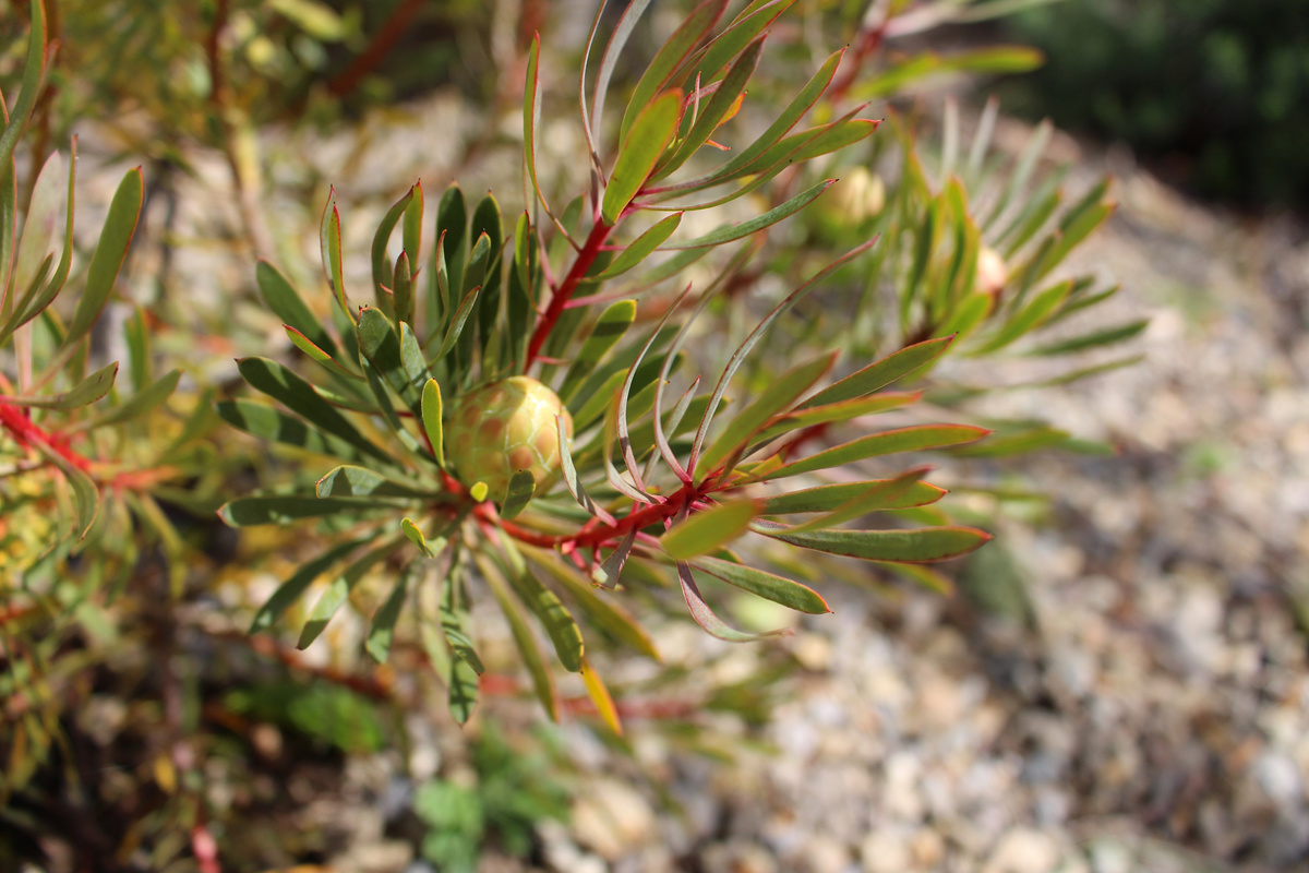 Protea scolymocephala(1).jpg